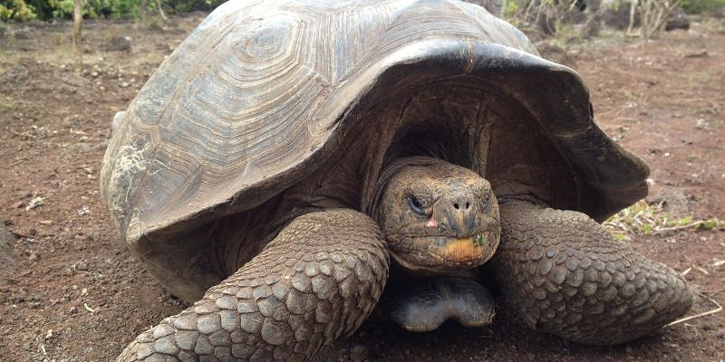 9 Things You Didn’t Know about the Galapagos Islands